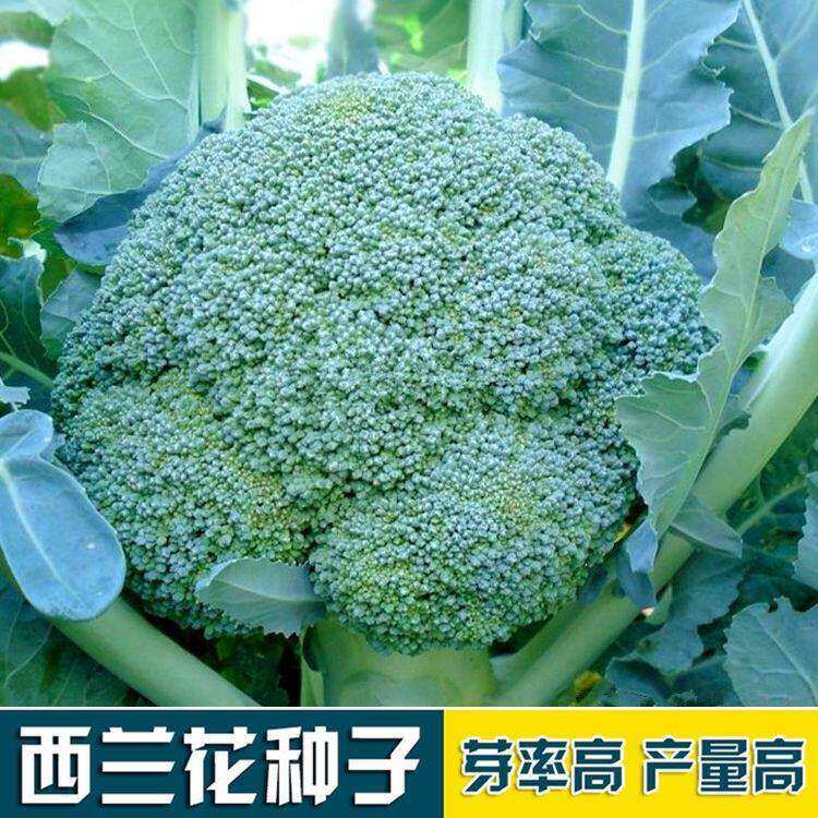 进口有机西兰花种子四季高产图片