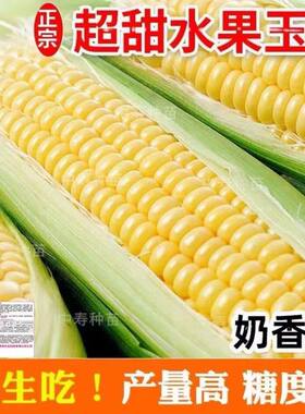 甜脆水果玉米种子大棒早熟高产香甜糯粘玉米四2元包邮小商品88vip