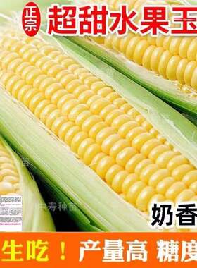 甜脆水果玉米种子早熟高产香甜