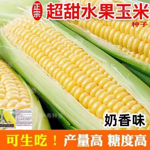 甜脆水果玉米种子早熟高产香甜