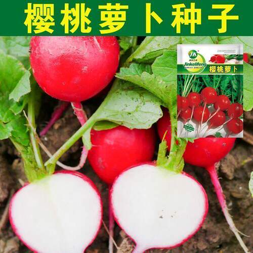 速生樱桃萝卜种子高产四季盆栽