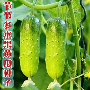 水果黄瓜种子高产旱四季苗秧盆栽春秋菜种籽2元包邮小商品88vip