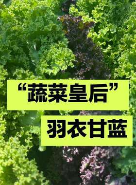 四季耐寒高钙食用羽衣甘蓝种子