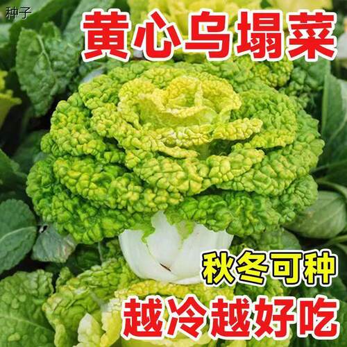 奶油黄心乌塌菜种子黄玫