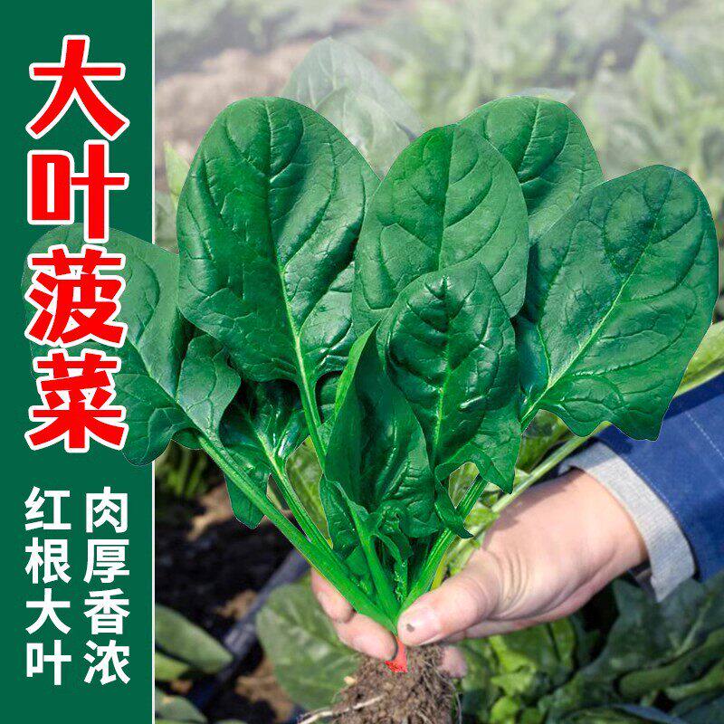 老品种大叶菠菜种子四季阳台盆栽