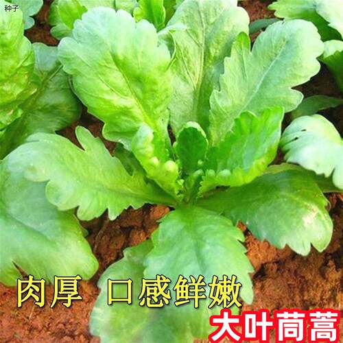 大叶茼蒿种子小耐寒四季