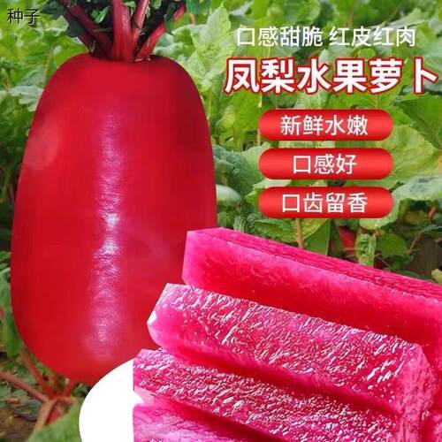 凤梨水果萝卜种籽红皮红