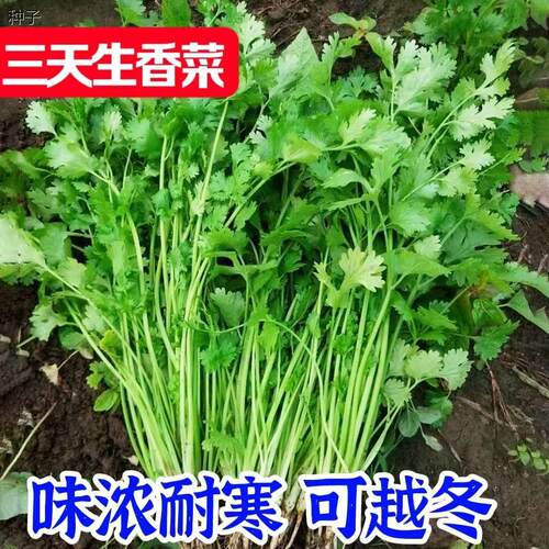 三天生香菜种子四季芫荽