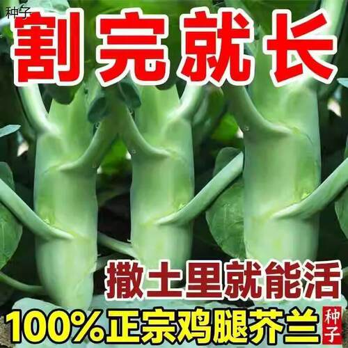 多次采收鸡腿芥兰种子高