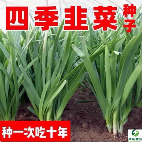 宽叶紫根韭菜种子四季不休眠