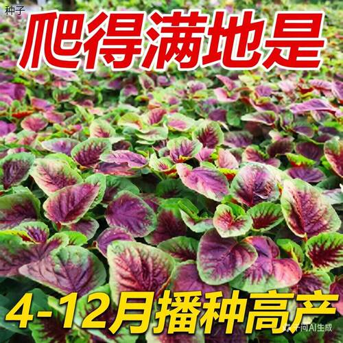 正宗汉菜红圆叶苋菜种子