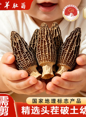 四川金堂羊肚菌产地直发干货特产菌菇无硫火锅煲汤料2026新货头茬