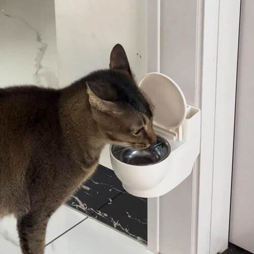 【猫咪骗水神器】马桶水碗防打翻饮水机悬挂式免打孔带盖喝水猫碗