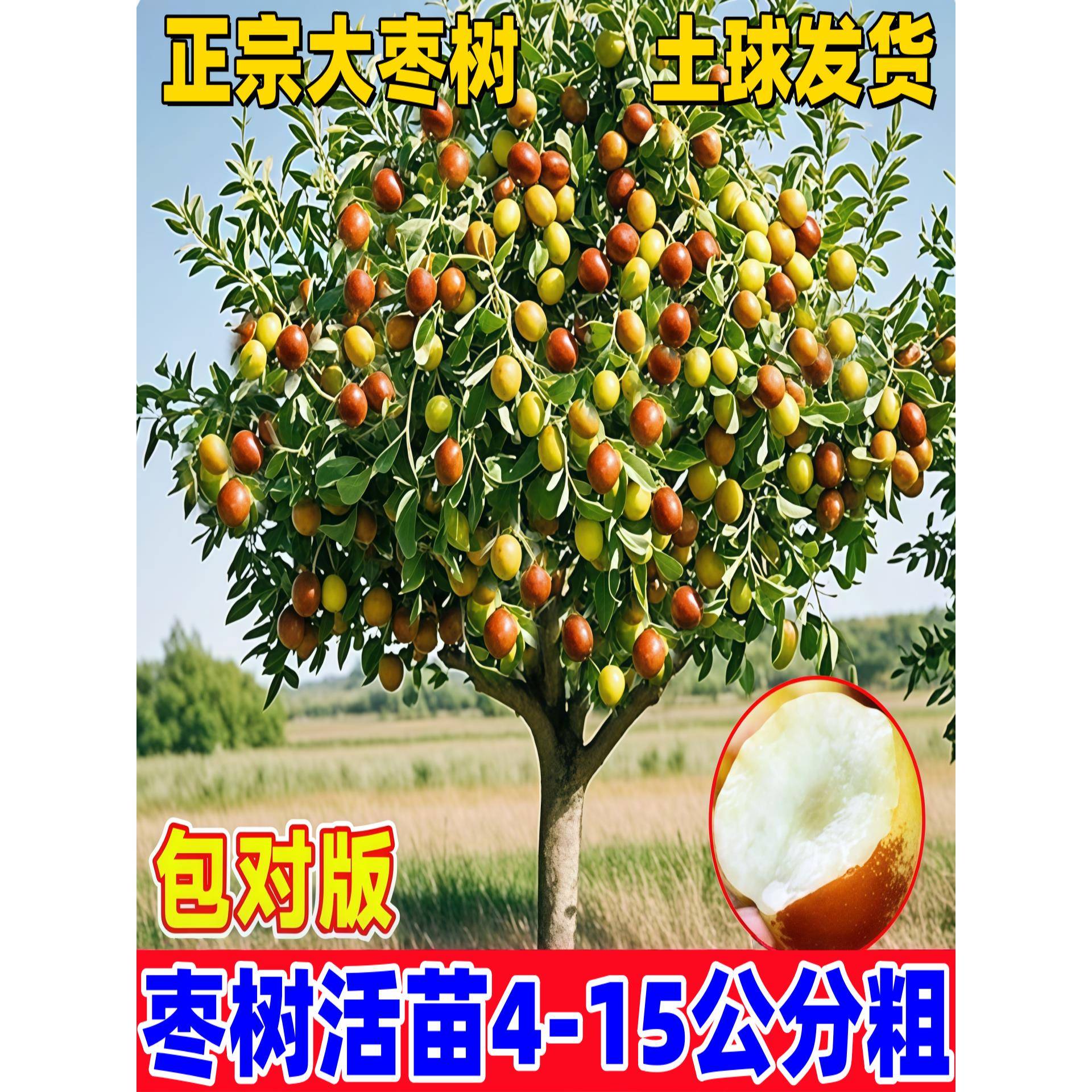 枣树活苗脆甜沾化冬枣冰糖葫芦潘枣树活苗南方北方庭院果树