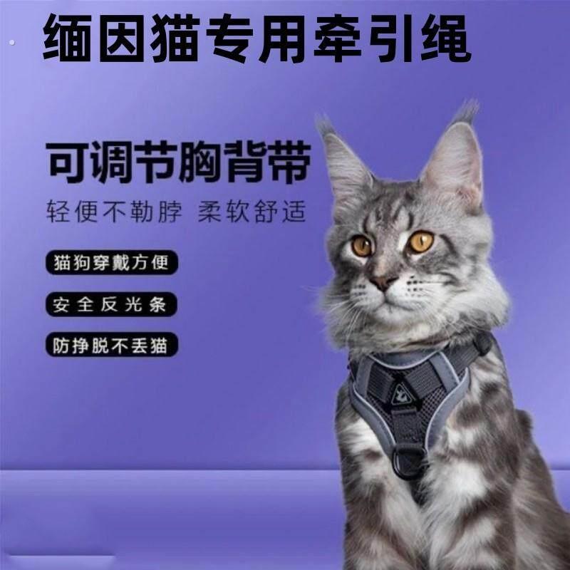 缅因猫牵引绳防挣脱外出专用背心式遛猫胸背可调节透气栓猫咪绳子