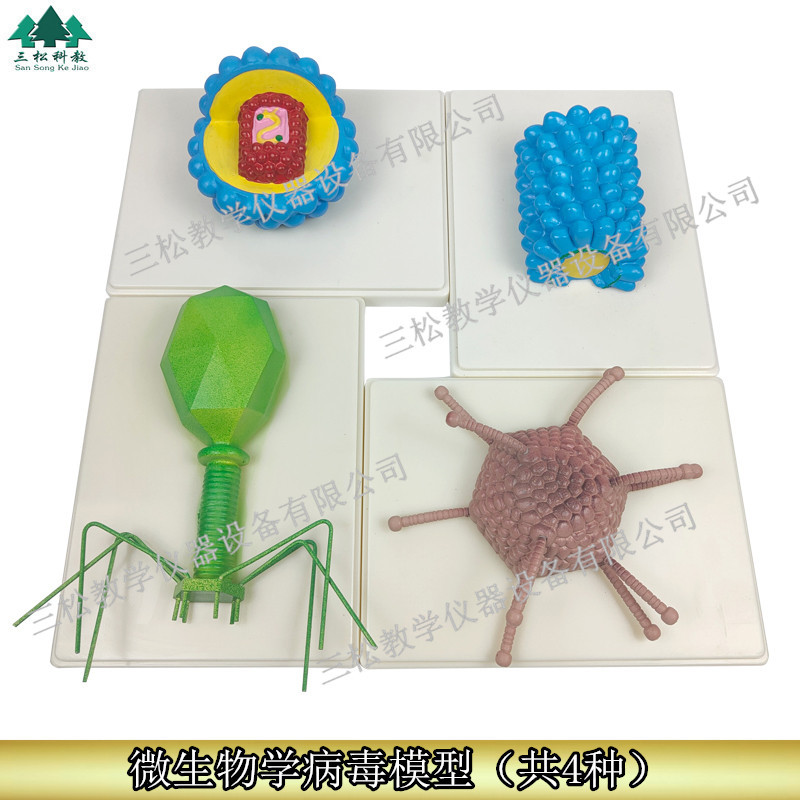 病毒学示教模型杆状腺病毒噬菌体