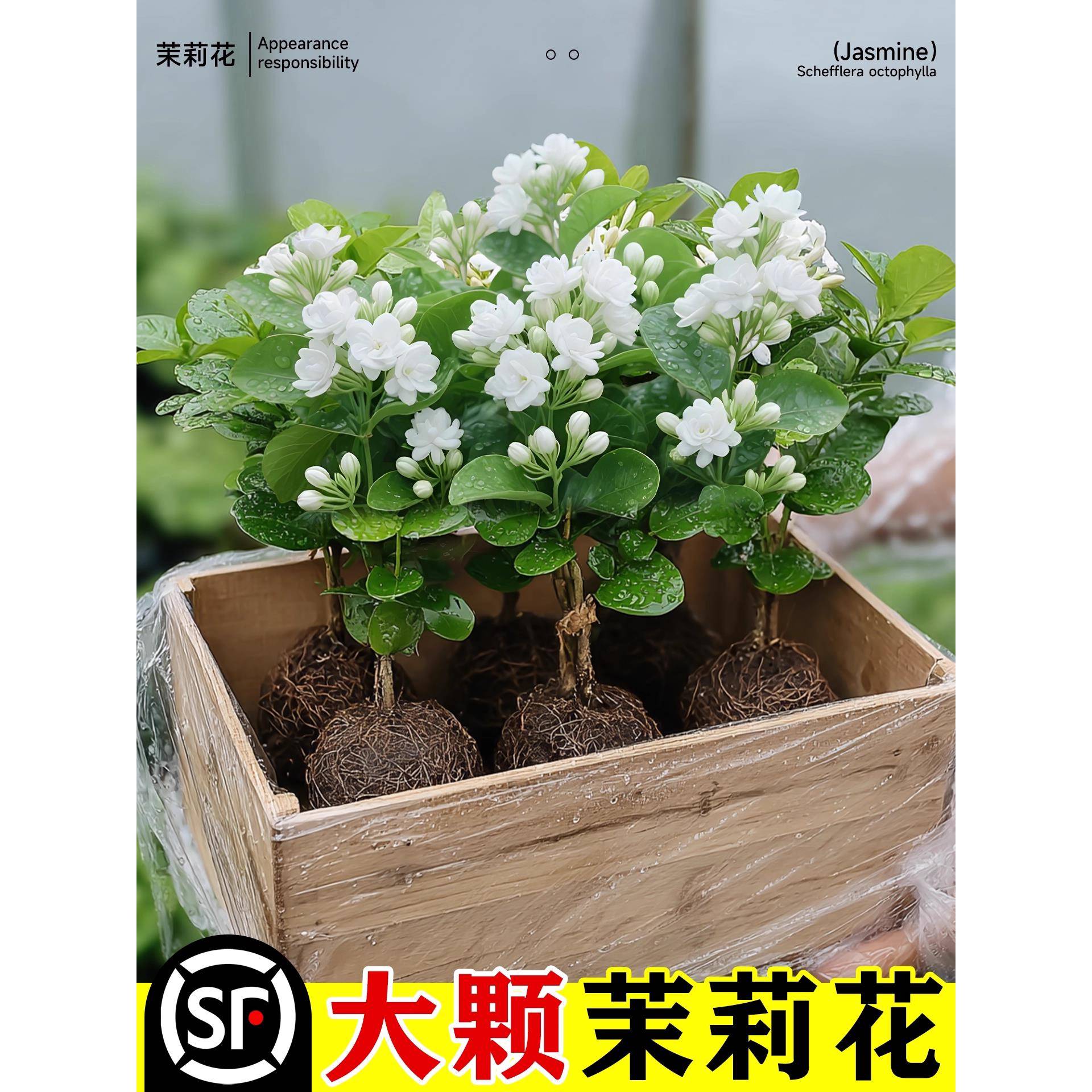 茉莉花盆栽绿植清新空气浓香阳台室内桌面花卉好养观花植物带花苞