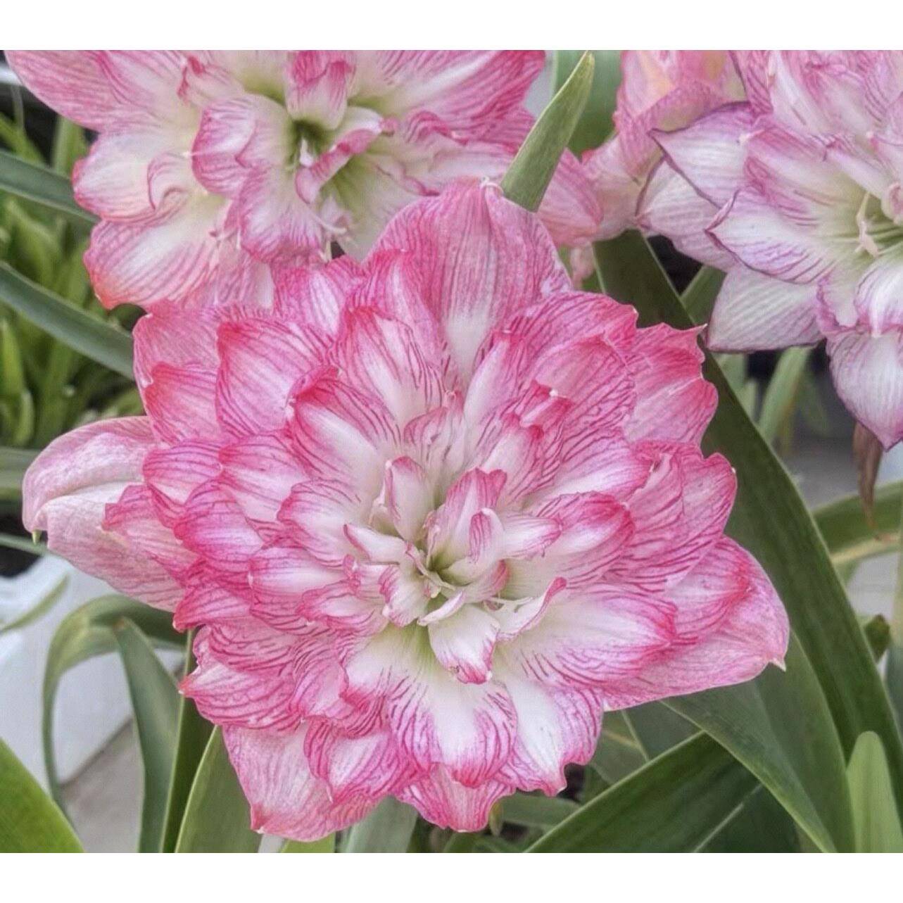 花王朱顶红侧球2CM带盆土发货