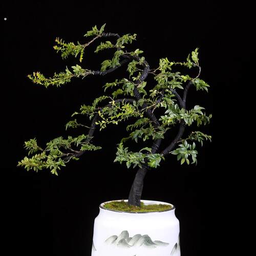 小叶紫檀盆景造型大型植物室内绿植办公室阳台盆栽黑骨茶四季常青