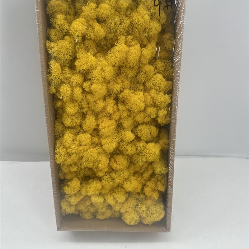 永生苔藓植物墙造景青苔真苔藓花艺材料苔藓景观干花装饰