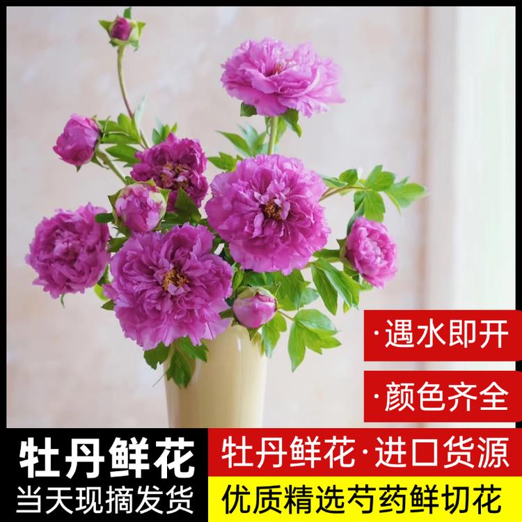 牡丹鲜花现货牡丹重瓣花束云南鲜切花玫瑰百合插花基地花卉母亲节