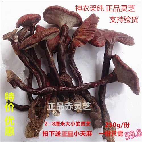 神农架纯野生灵芝片 赤灵芝紫灵芝综合包 特级整枝灵芝切片