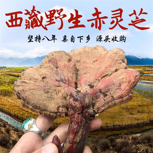 西藏野生赤灵芝干货波密海拔2800米天然白心赤灵芝泡水赤芝50g