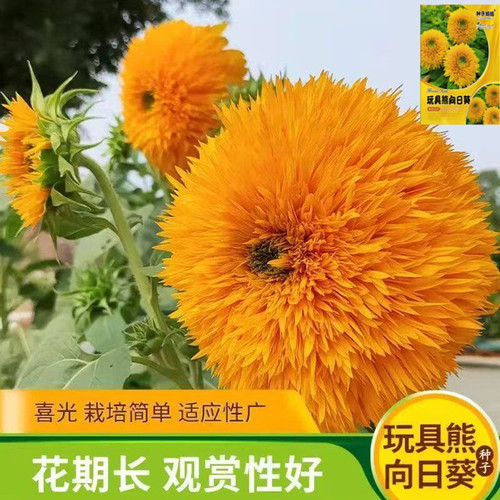 重瓣矮脚向日葵种子耐旱耐热盆栽