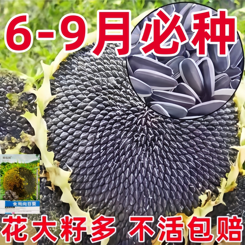 食用向日葵种子易种高产