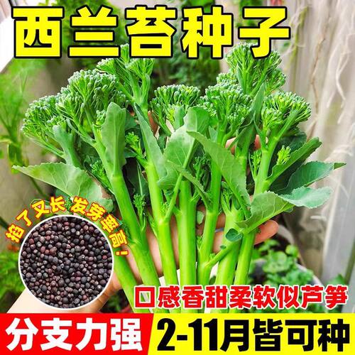 有机西兰苔芥兰种子庭院田园种植