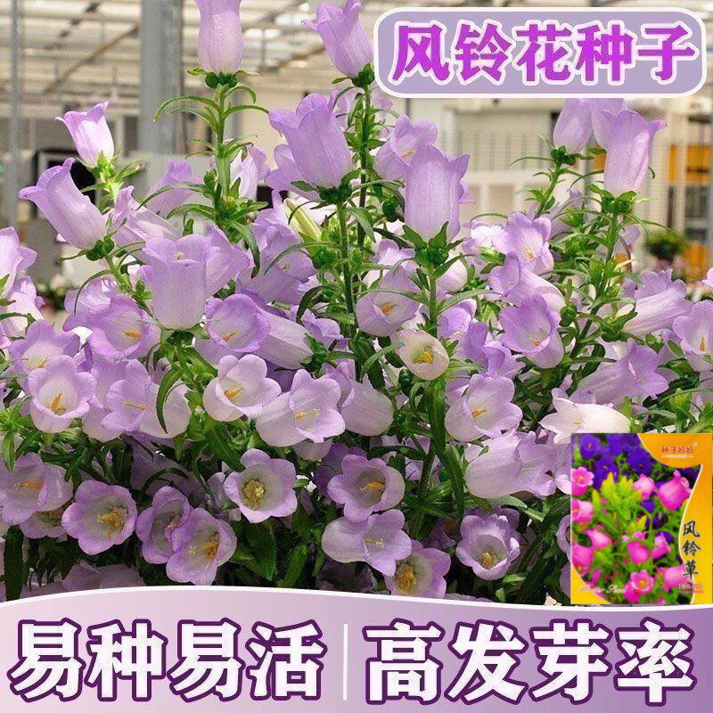 浓香风铃草种子四季阳台花籽观赏多年生开花易爆棚精美易活花种籽