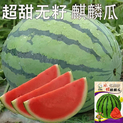 冰糖无籽麒麟西瓜种子特甜薄皮