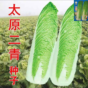 太原二青长筒结球包心高梗白菜大白菜种子青麻叶秋季高产蔬菜种子