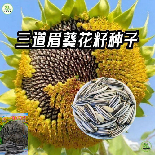 正宗三道眉食用葵花籽种子