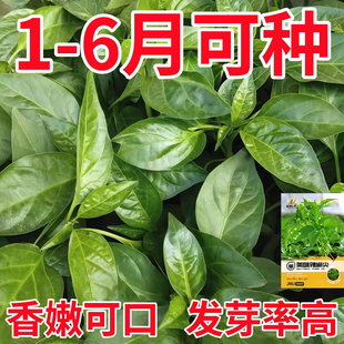 食用辣椒叶种子专摘叶吃辣椒种籽阳台盆栽特色高钙菜四季蔬菜种孑