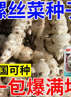 宝塔菜螺丝菜地环玉环种子