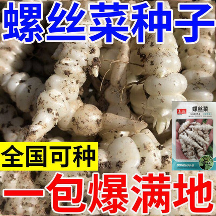 宝塔菜种子螺丝菜地牯牛种籽甘露子根苗地环玉环菜地参蔬菜种子