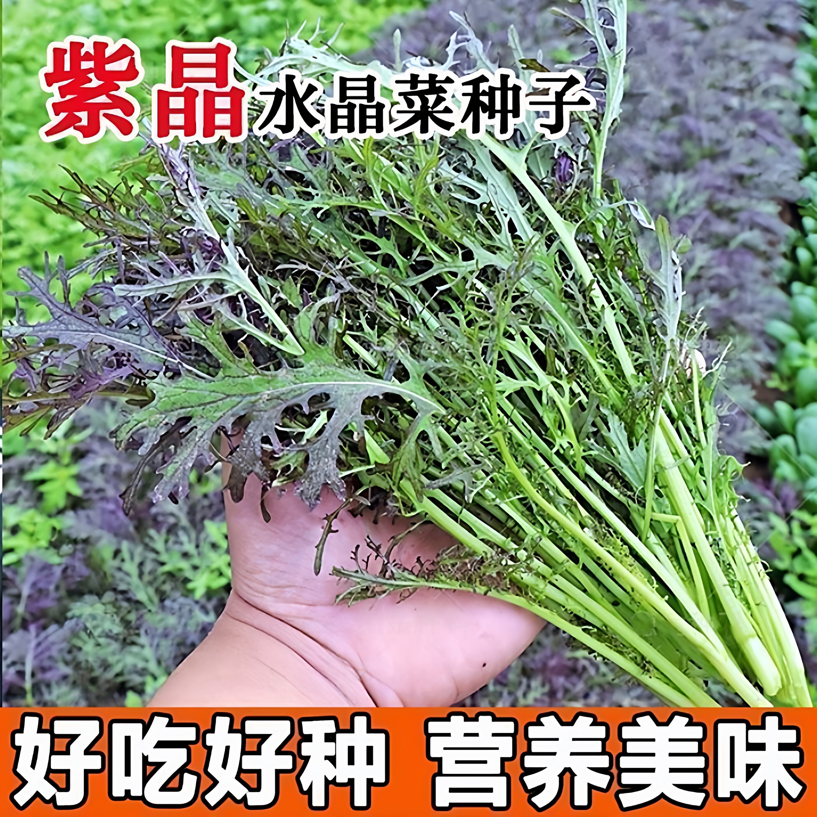 紫京水菜种子紫水晶菜种籽春季四季青菜野菜高产保健特色蔬菜种孑