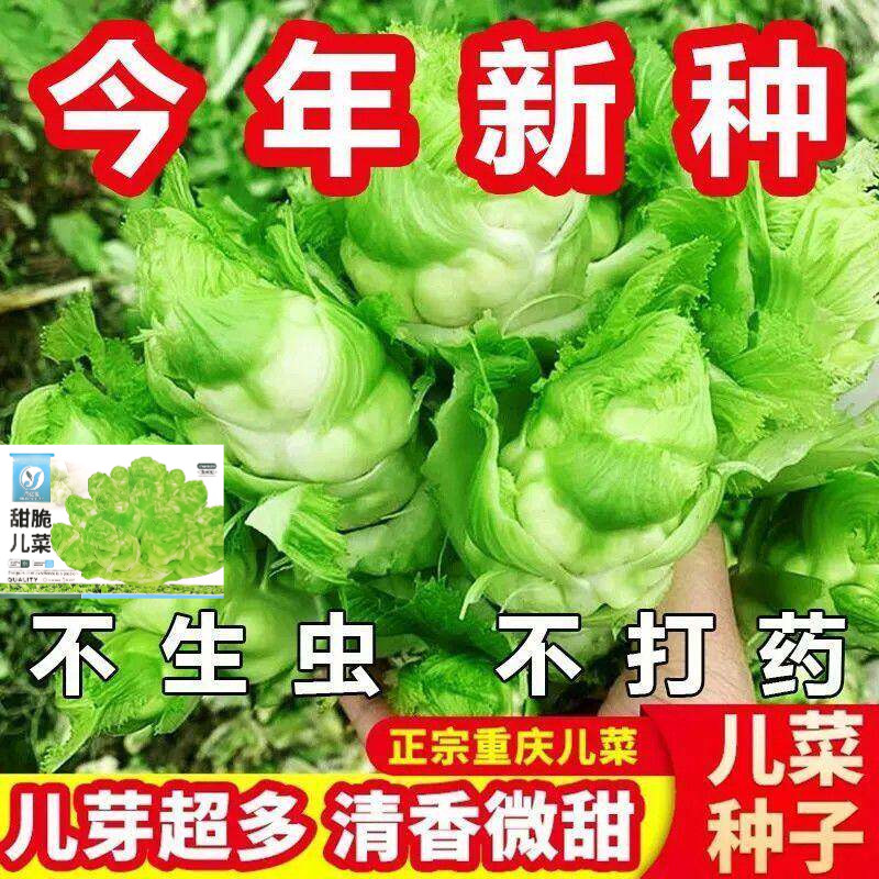 儿菜种子四川特产四季播娃娃菜抱子芥菜秋季蔬菜种子早熟易种原装