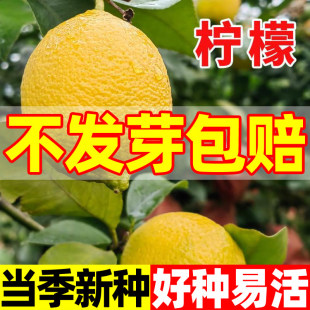 当年新采柠檬种子嫁接果树洋柠檬树种籽可食用易种植柠檬木本植物