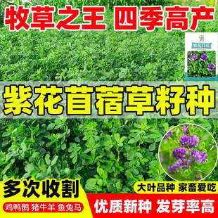 紫花苜蓿草种籽多年生牧草种子四季养殖喂羊牛鸡鸭鹅草鱼牧草种籽