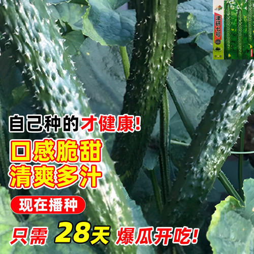 津研七号黄瓜种子高产早熟四季播