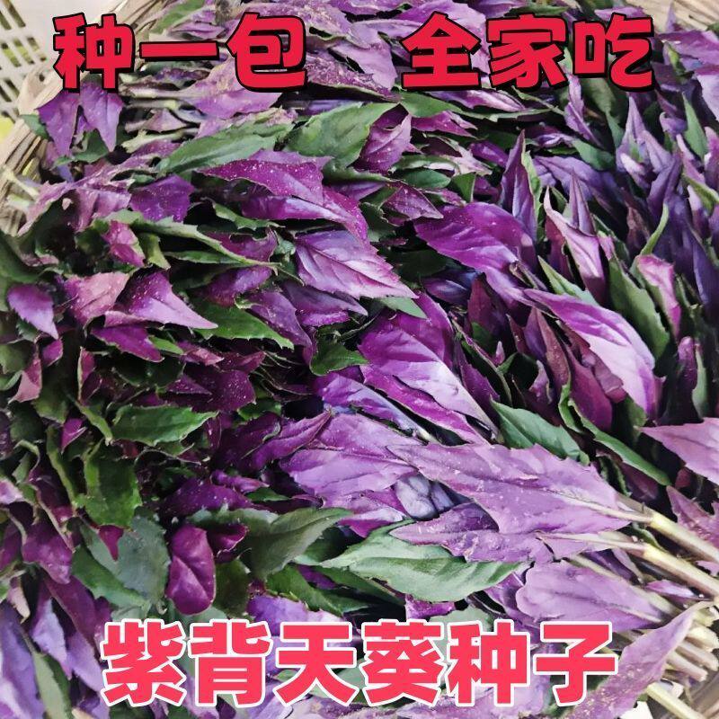 血皮菜紫背天葵种子紫背菜天然补血菜红凤菜四季阳台种子