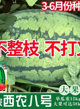 西农八号特大高产特甜西瓜种子