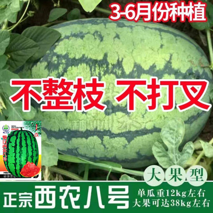 西农八号西瓜种子特大高产懒汉巨型大西瓜种籽春季夏四季特甜水果