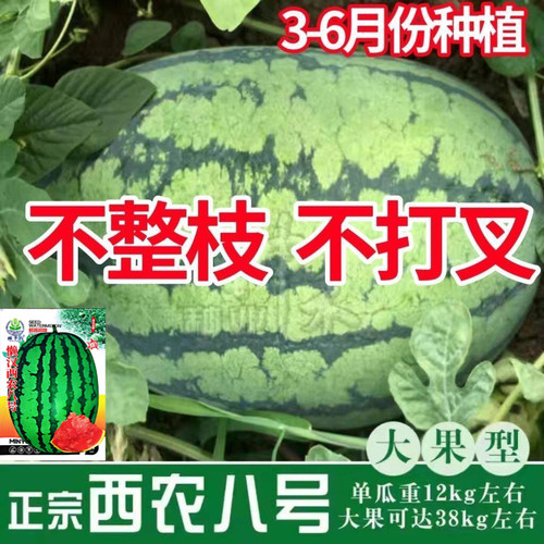 西农八号特大高产特甜西瓜种子