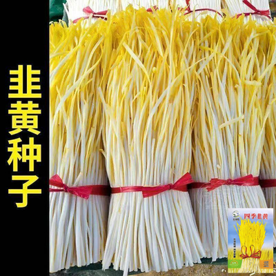 四季黄韭菜籽耐低温弱光高产