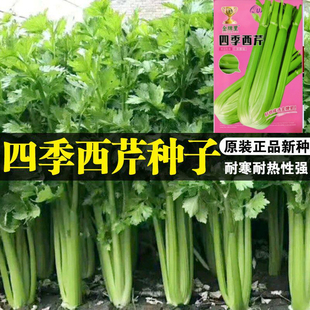 四季西芹种子耐寒耐热抗病高产量香芹种籽大田基地播蔬菜种子孑