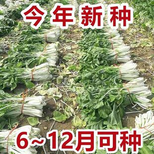 【新种上市】高梗白菜种子长梗小白菜高杆白菜籽四季小青菜蔬菜种