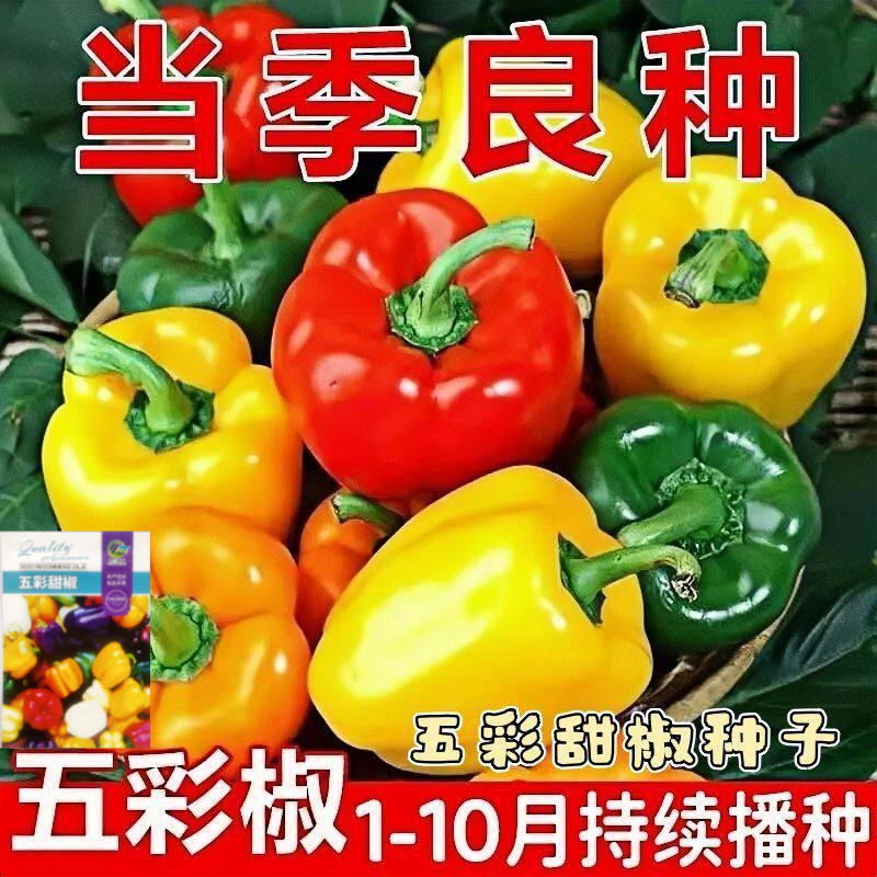 五彩甜椒种子四季可播不辣留种图片